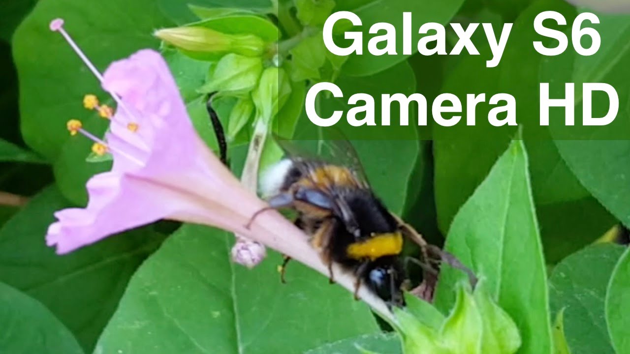 Read more about the article Galaxy S6 Camera Test Video (Bumblebee in FHD)